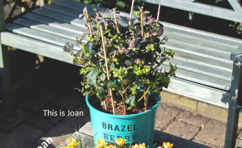 Brazelberry planten blauwe bes