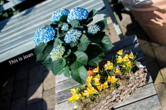 Magical hortensia voor binnen