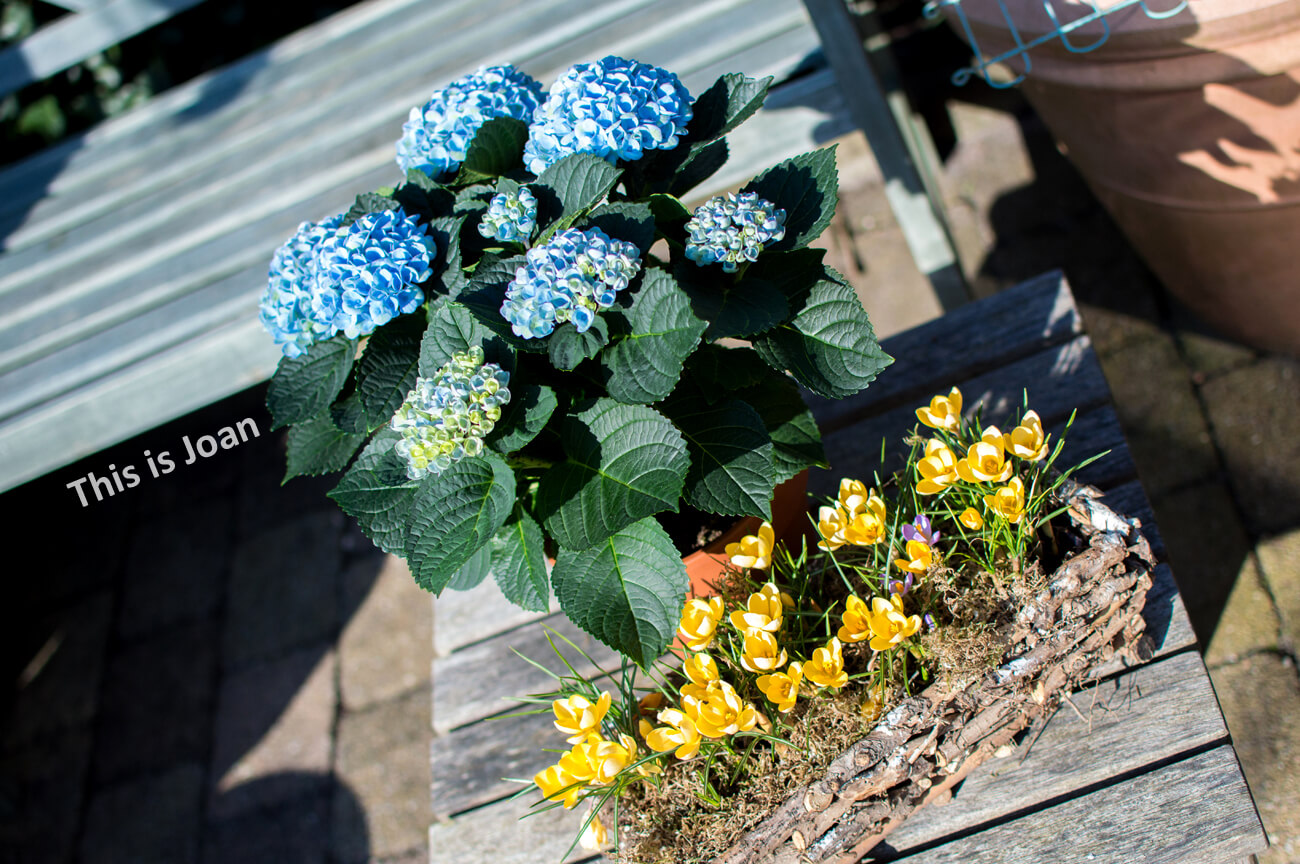 Magical hortensia voor binnen