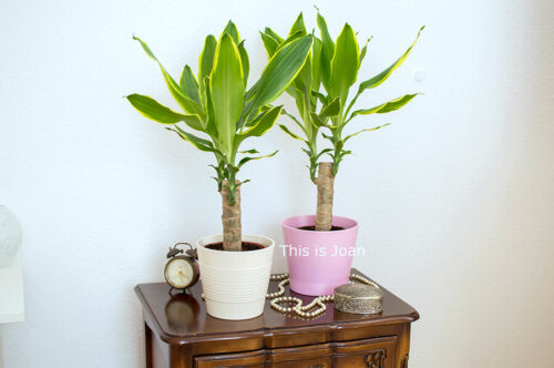 Green Bubble planten dracaena