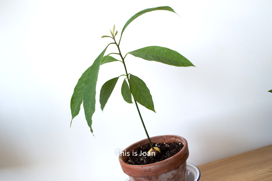 Een avocadoplant in een bruine terracottapot met aarde