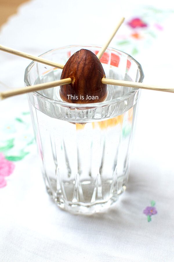 Avocadopit planten