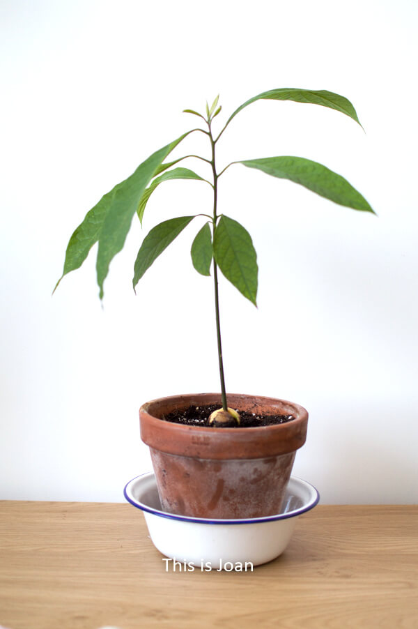Avocadoplant kweken