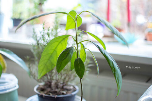 Avocadoplant verzorgen