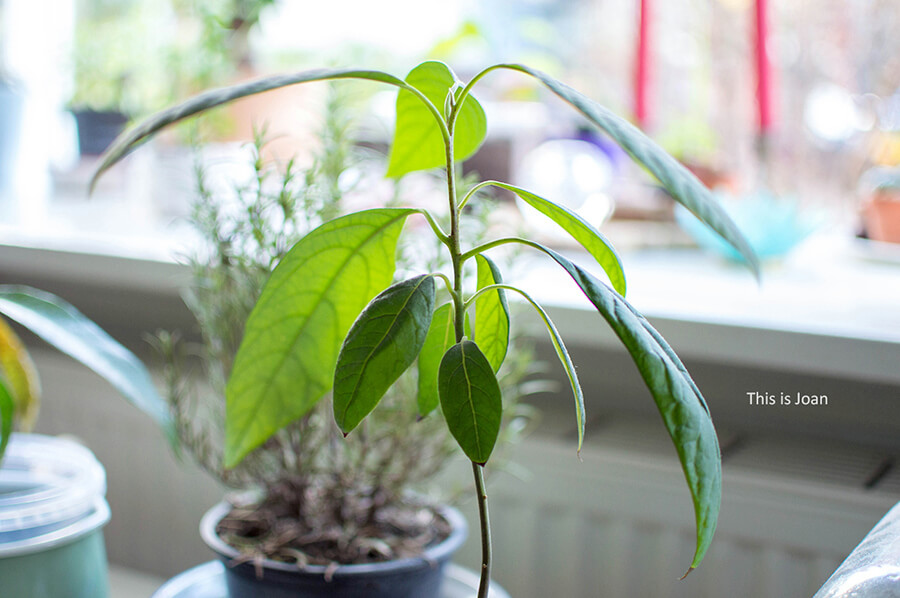 de bovenkant van een avocadoplant met groene bladeren om uit te leggen hoe je een avocadoplant kunt verzorgen