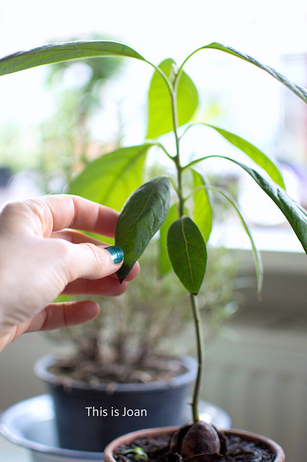Avocadoplant verzorgen