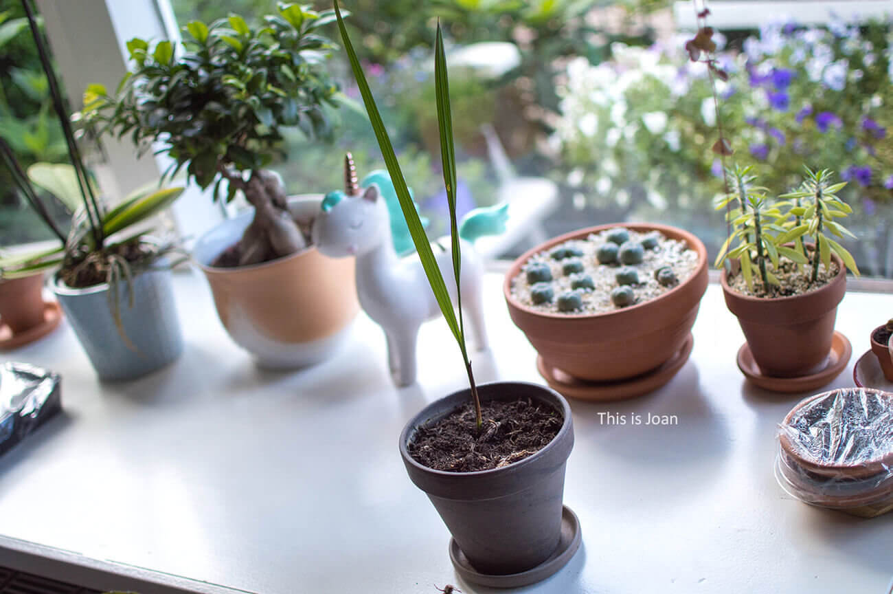 Dadelpalm in terracottapot