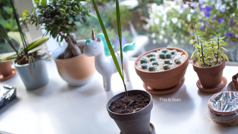 Dadelpalm in terracottapot