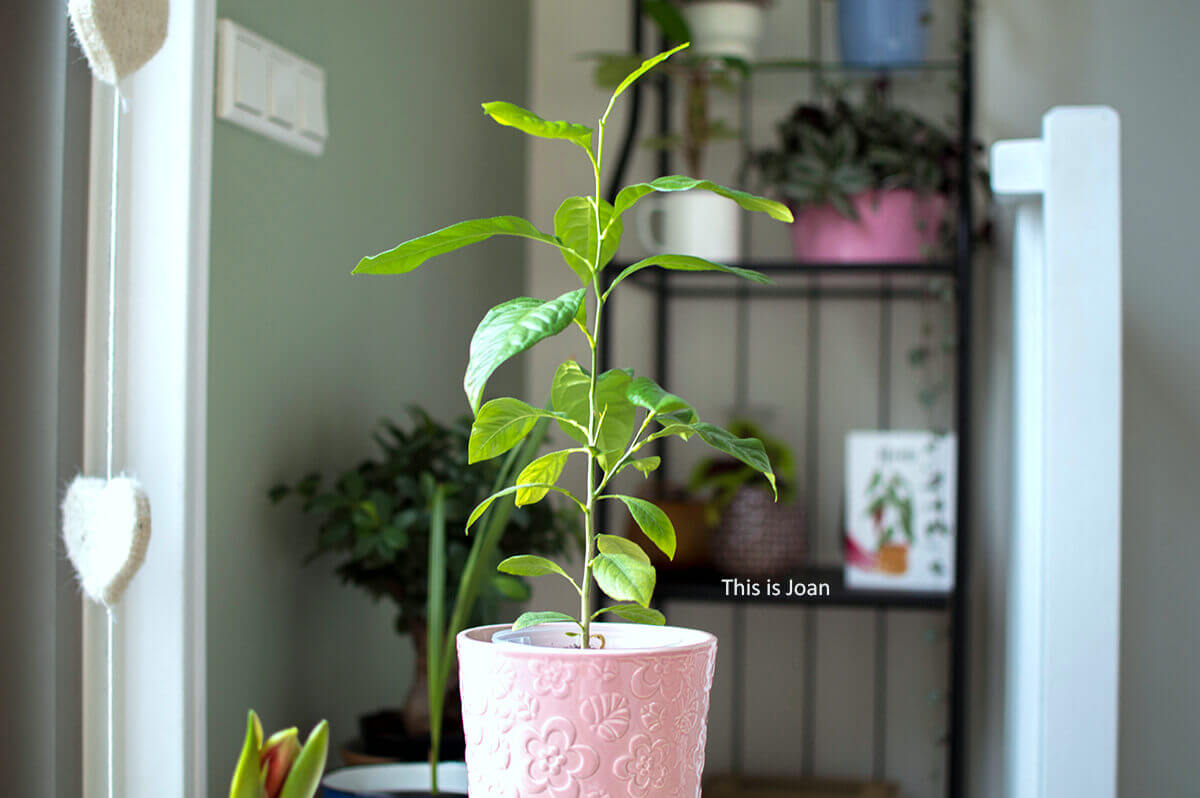 Een jonge citroenplant in een roze plantenpot met andere planten op de achtergrond