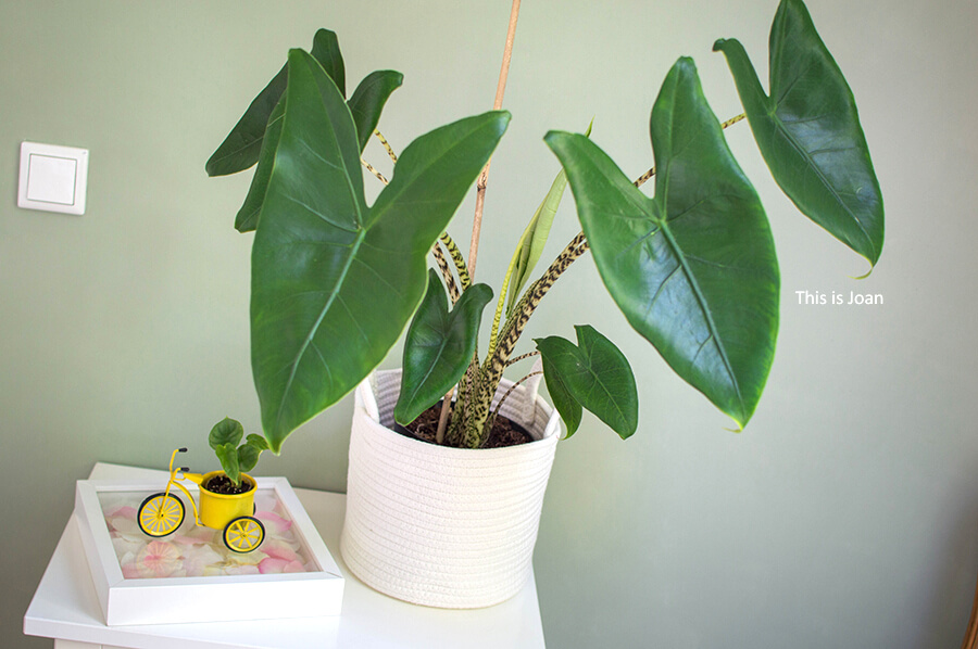 Plant Rebelz Alocasia Zebrina en Alocasia Dragon Scale
