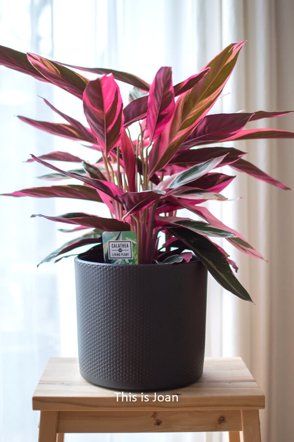 Calathea Triostar Plantsome