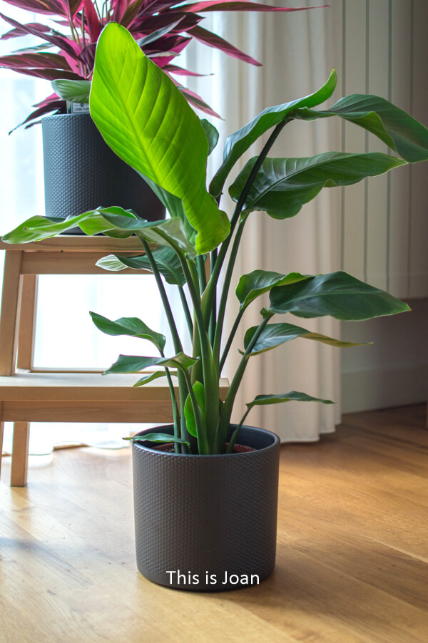 Strelitzia Paradijsvogelplant