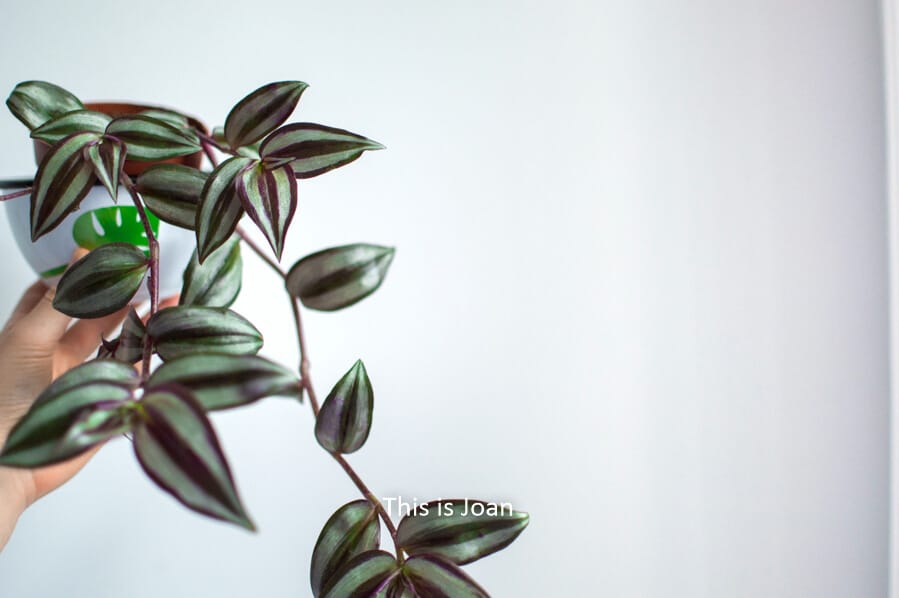 Tradescantia zebrina stekken