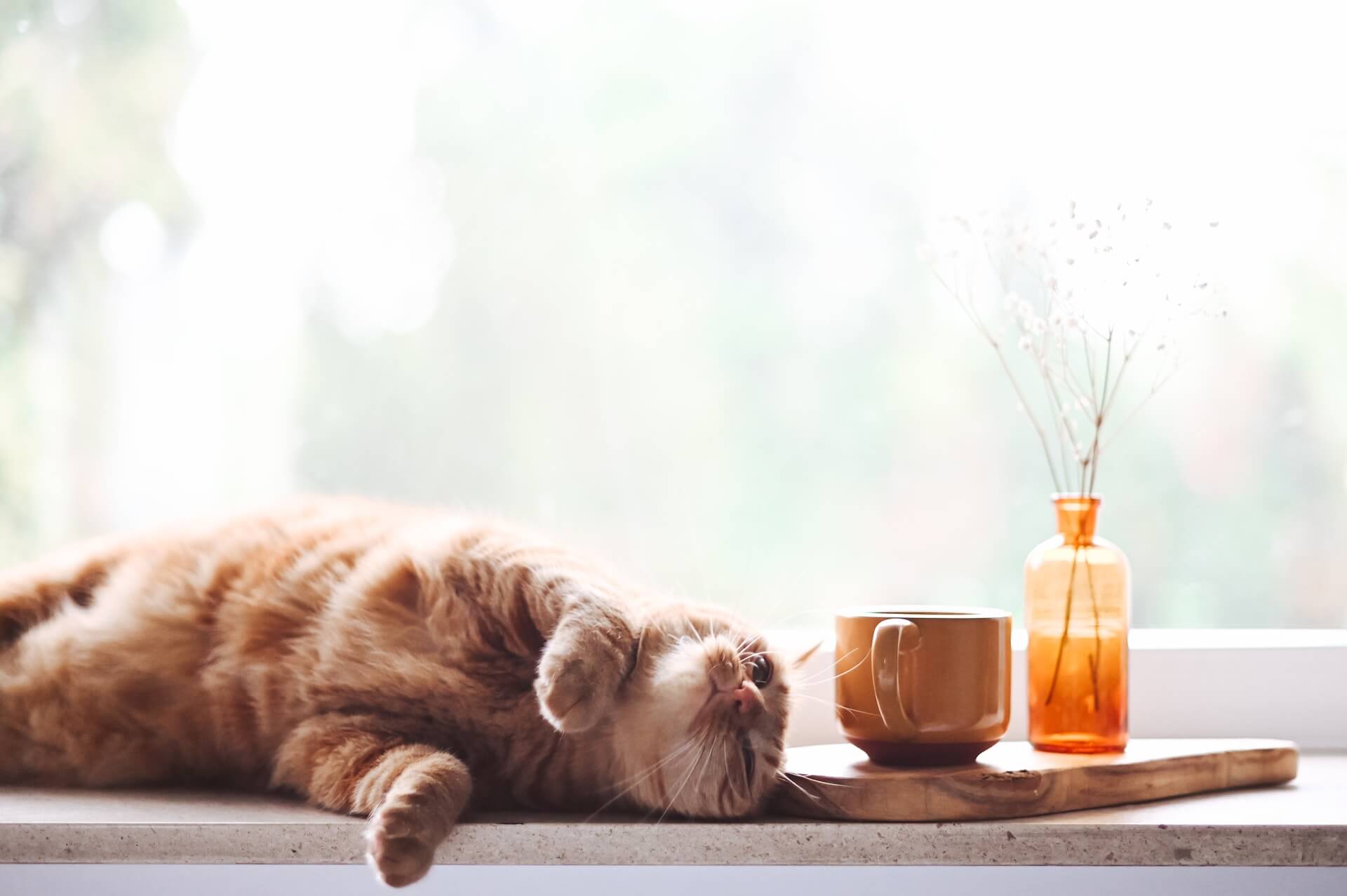 welke planten zijn giftig voor katten