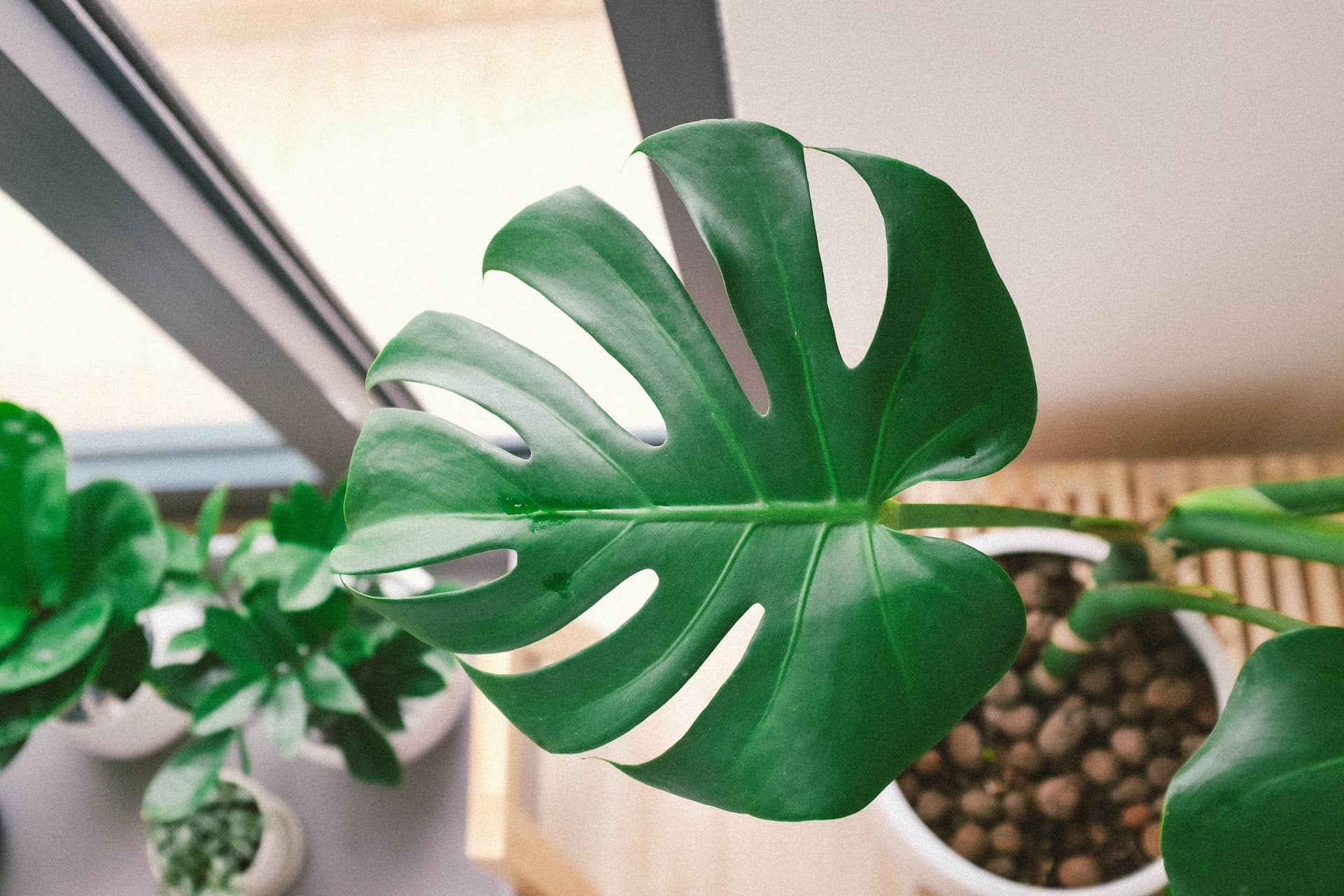 monstera plant