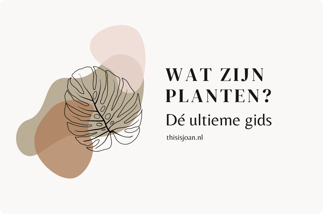 wat zijn planten