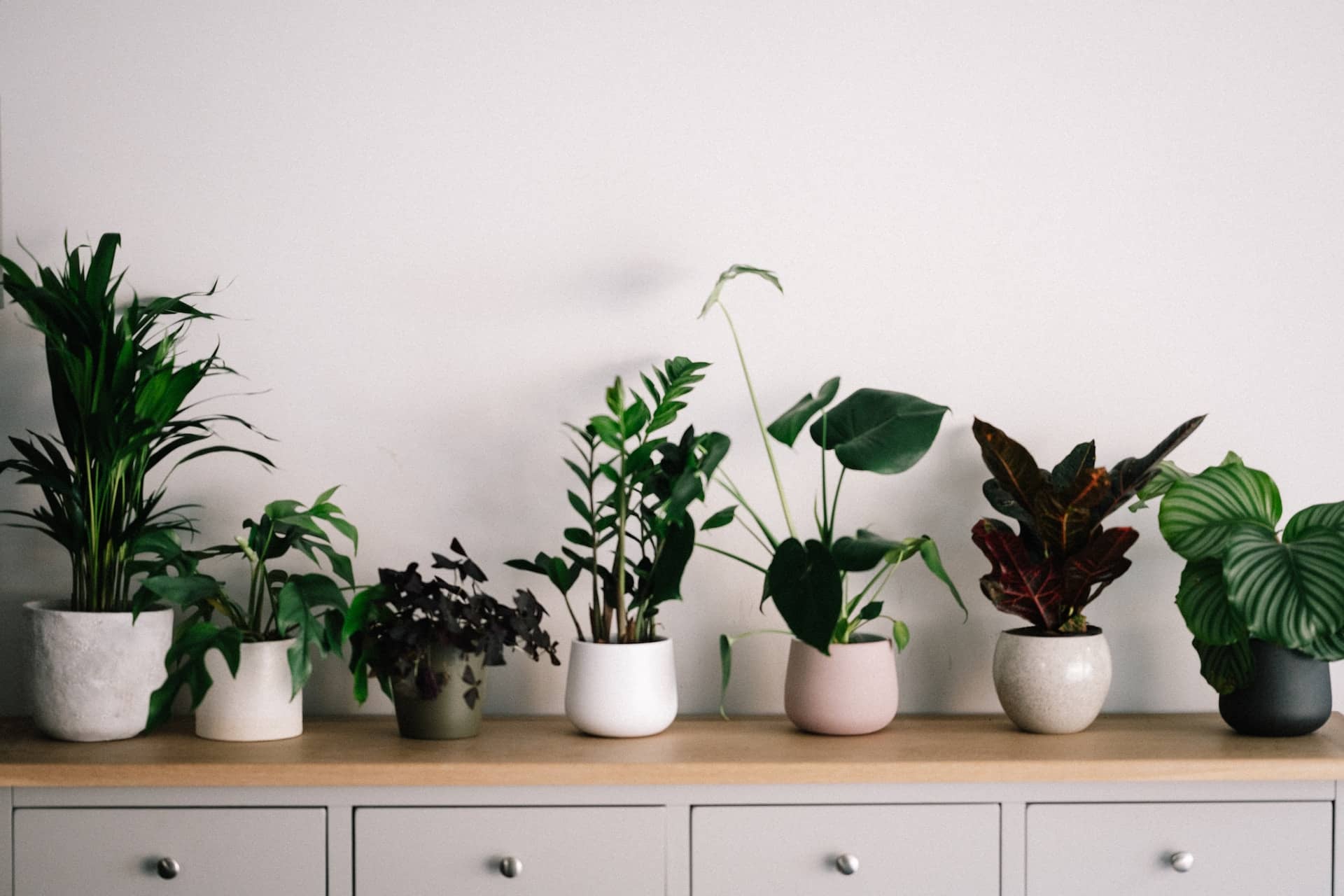 online kamerplanten kopen