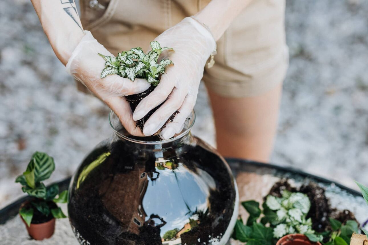 planten in glazen pot