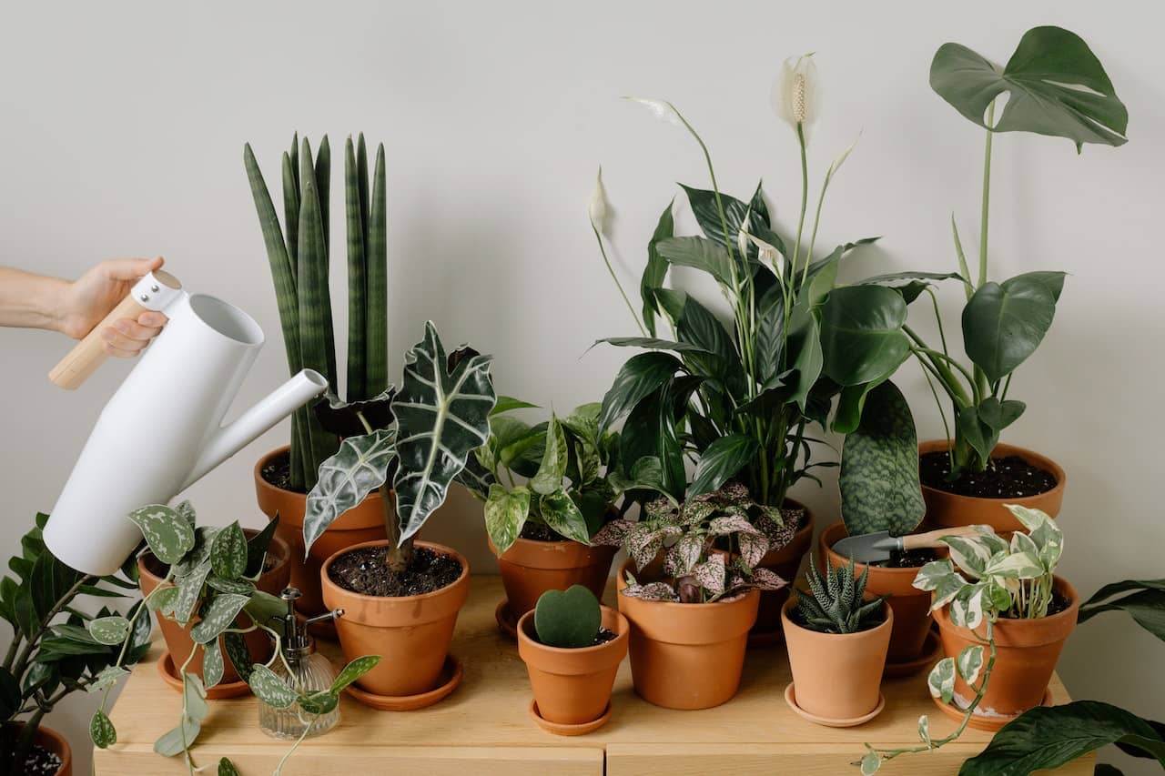 planten water geven