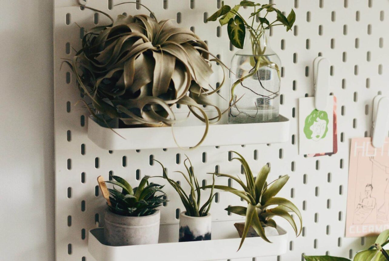 planten aan de muur