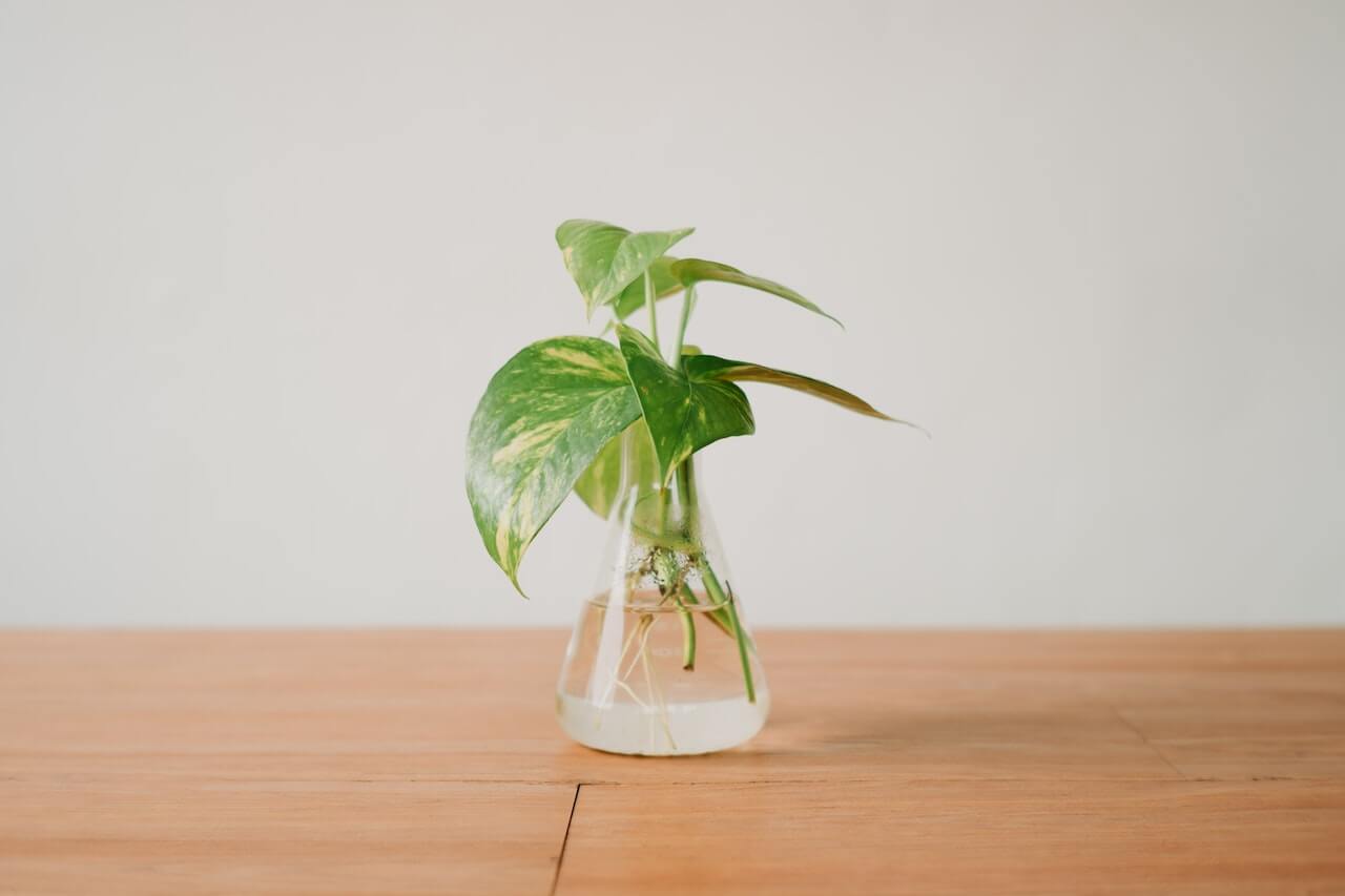 planten op water hydroponie