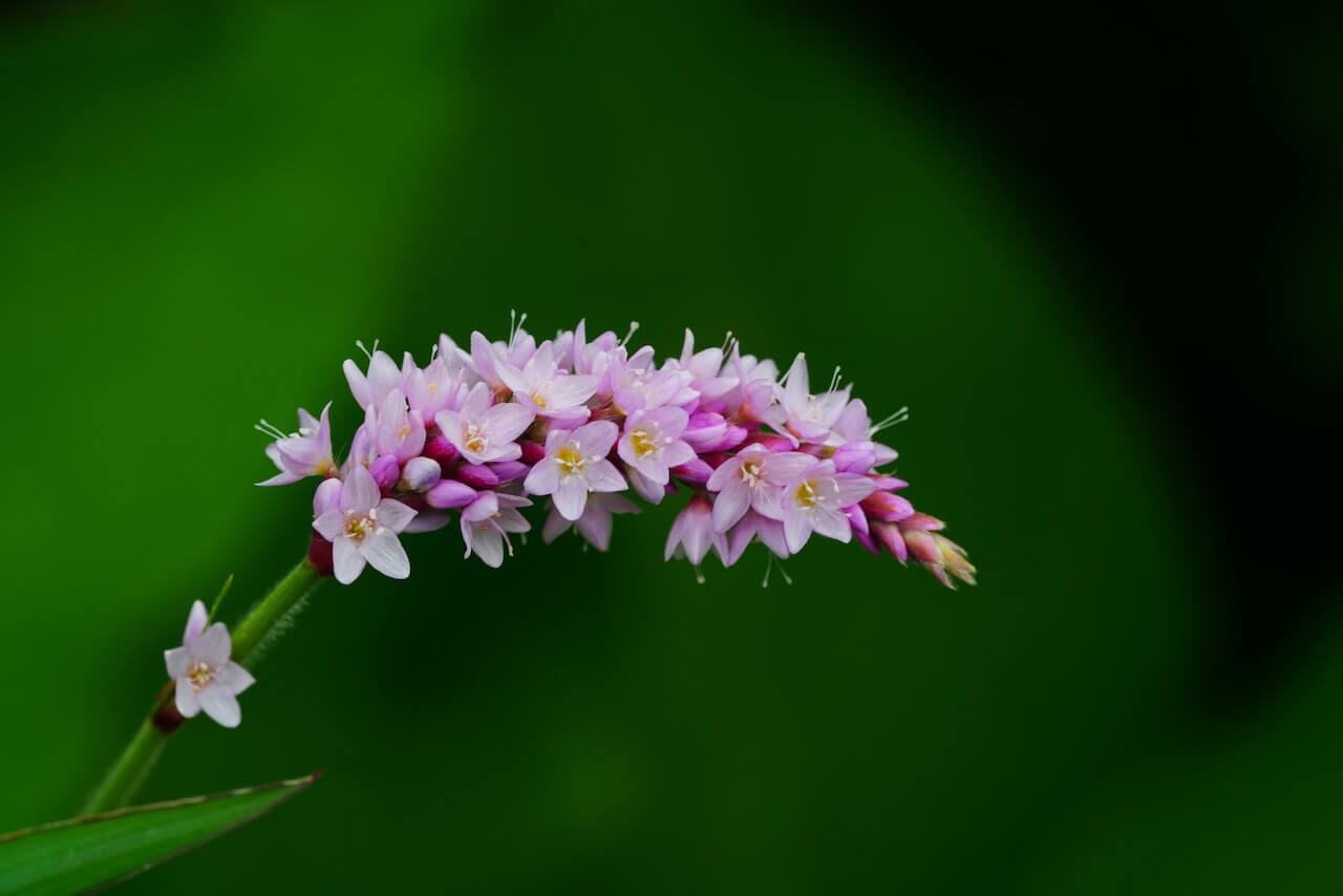 makkelijke tuinplanten