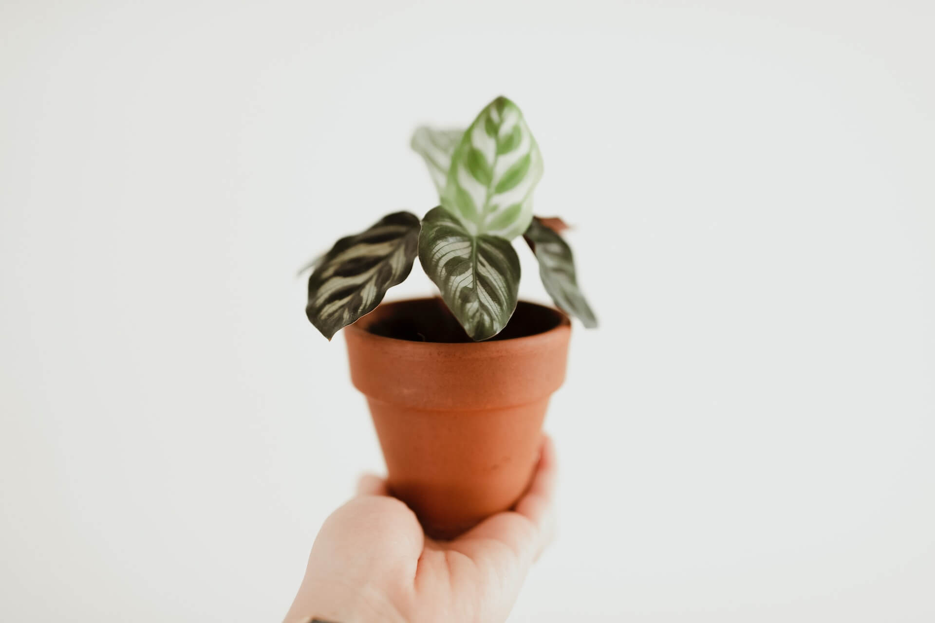 schaduwplanten binnen