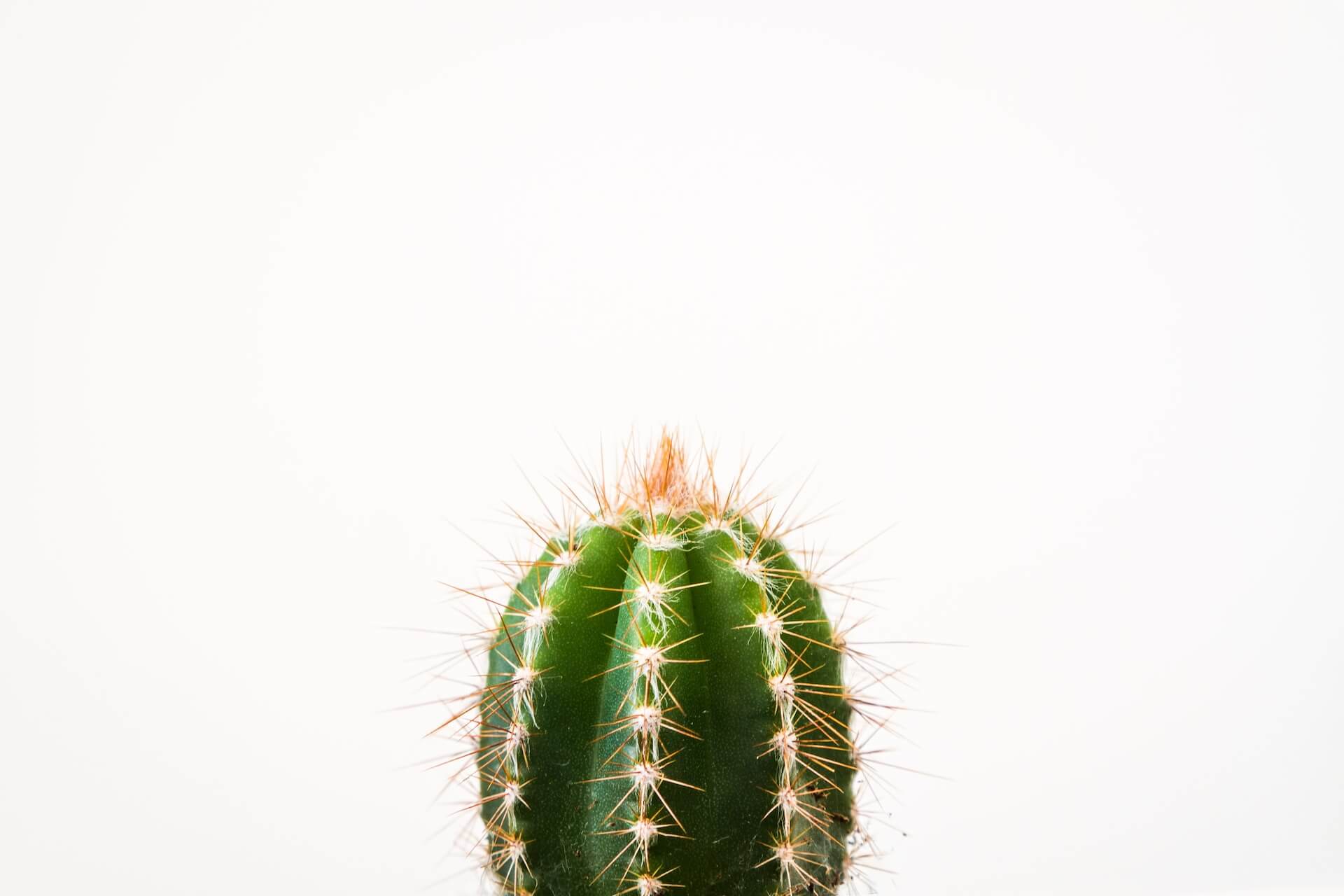 makkelijke kamerplanten