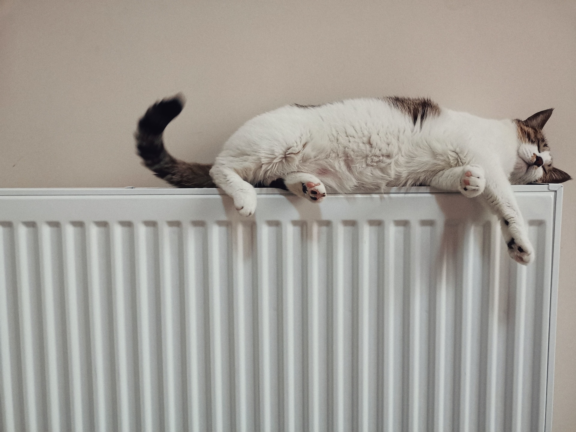 witte kat met zwarte staart ligt op verwarming die is verbonden met duurzame warmtepomp