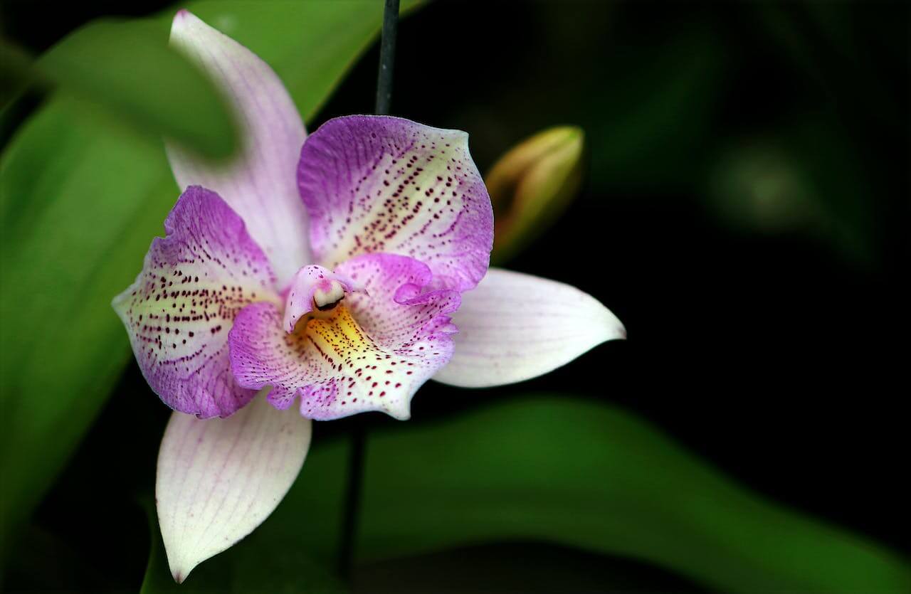 witte orchidee met roze vlekken met groene bladeren